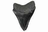Fossil Megalodon Tooth - South Carolina #341473-1